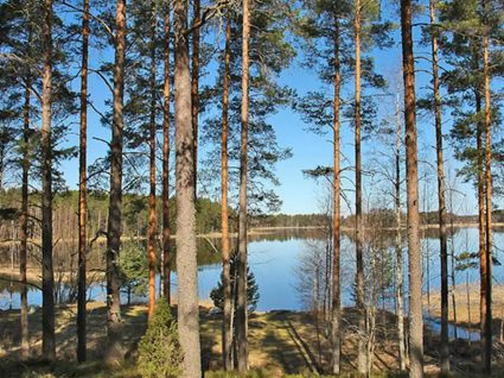Näätämö