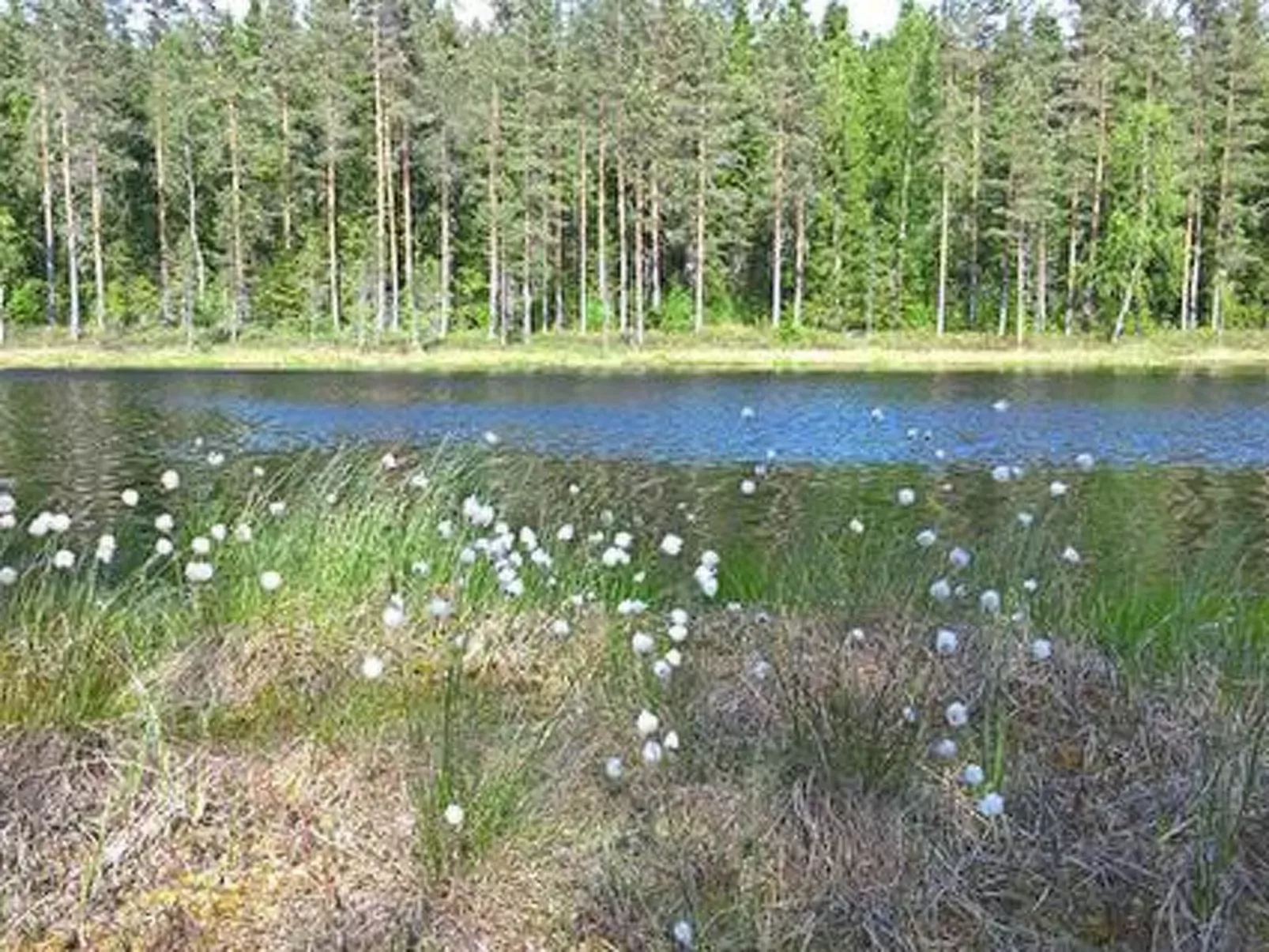Pihnari-Draußen