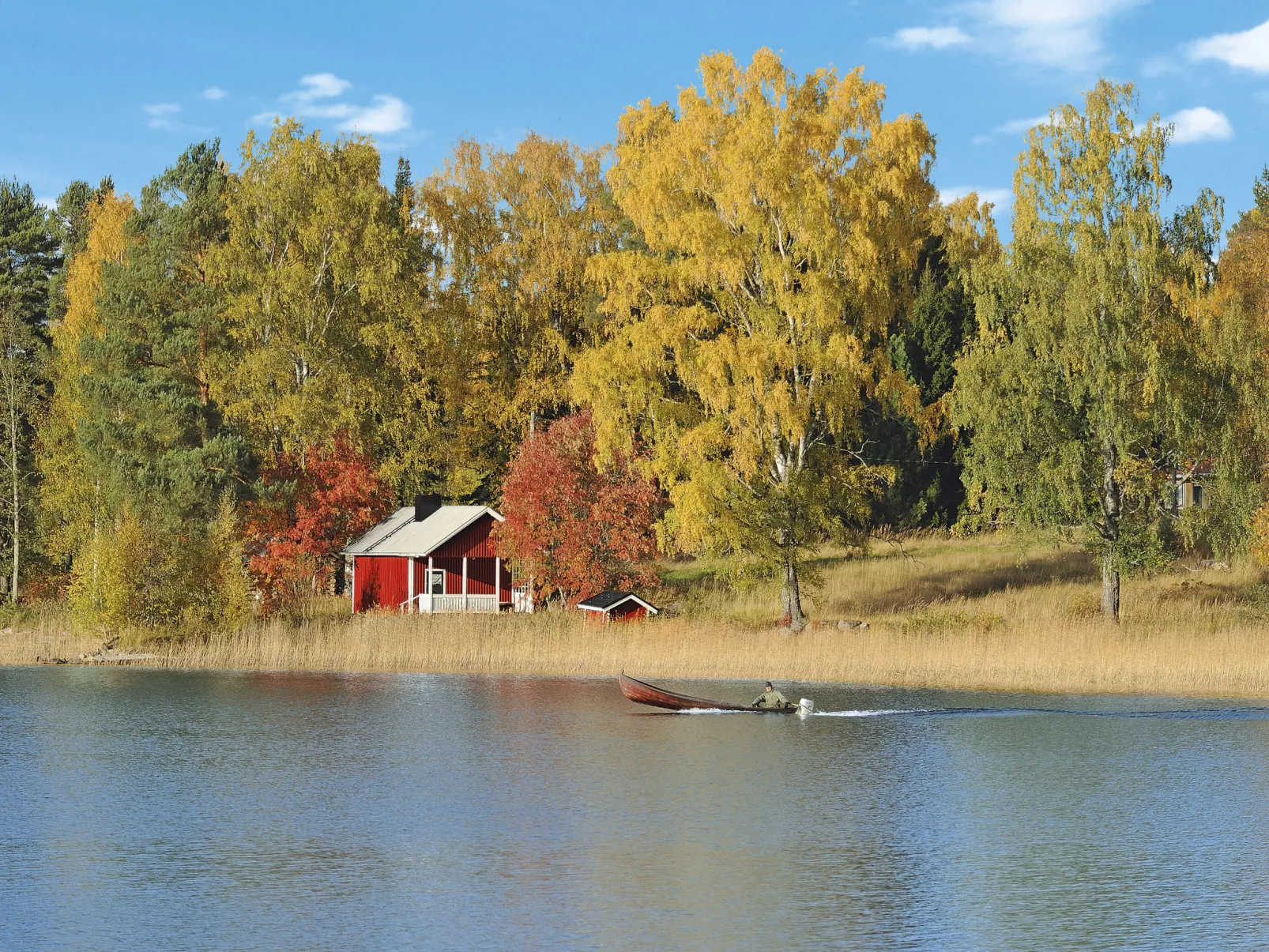 Koivu-Area