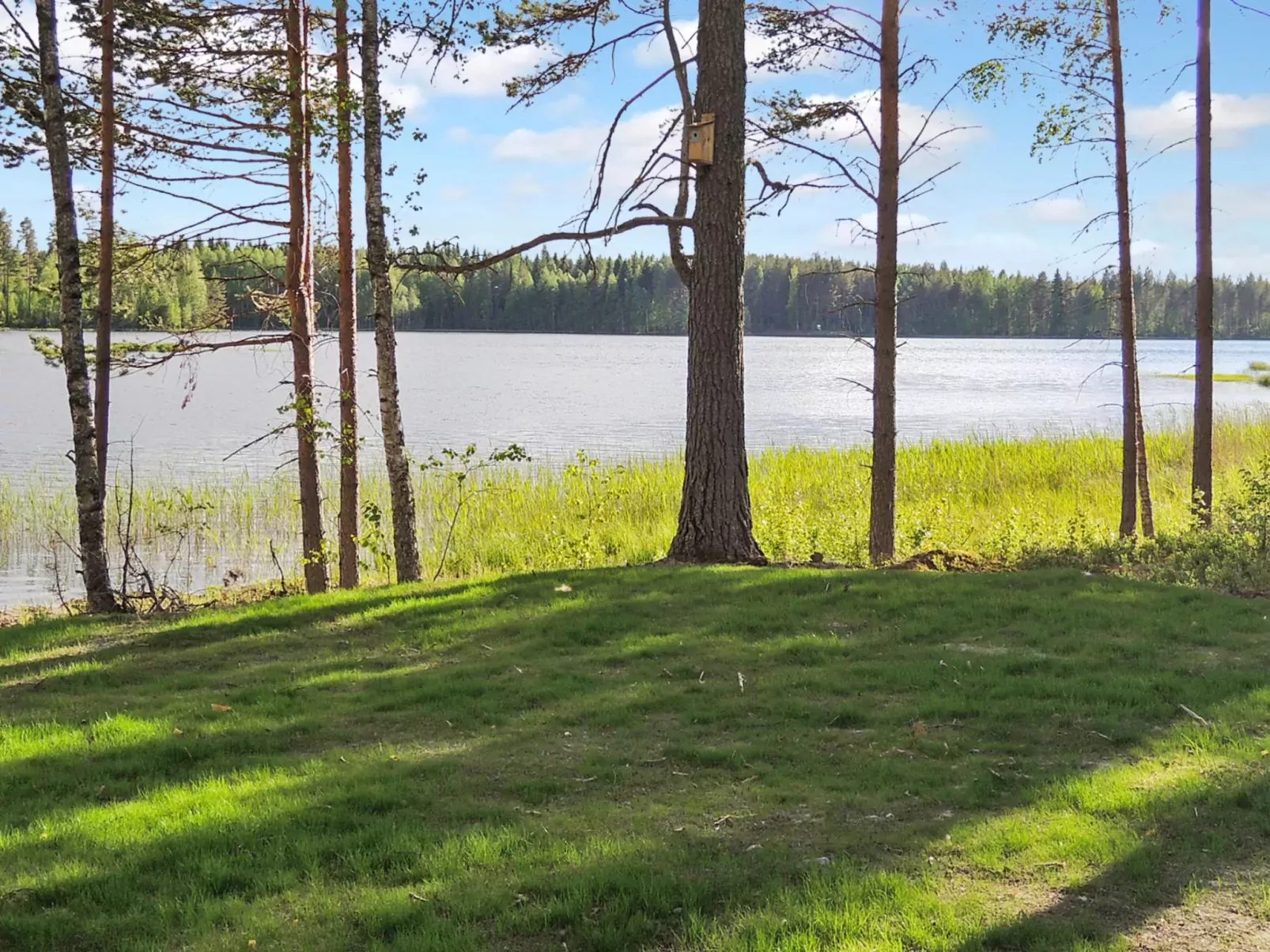 Nesterin helmi-Outside