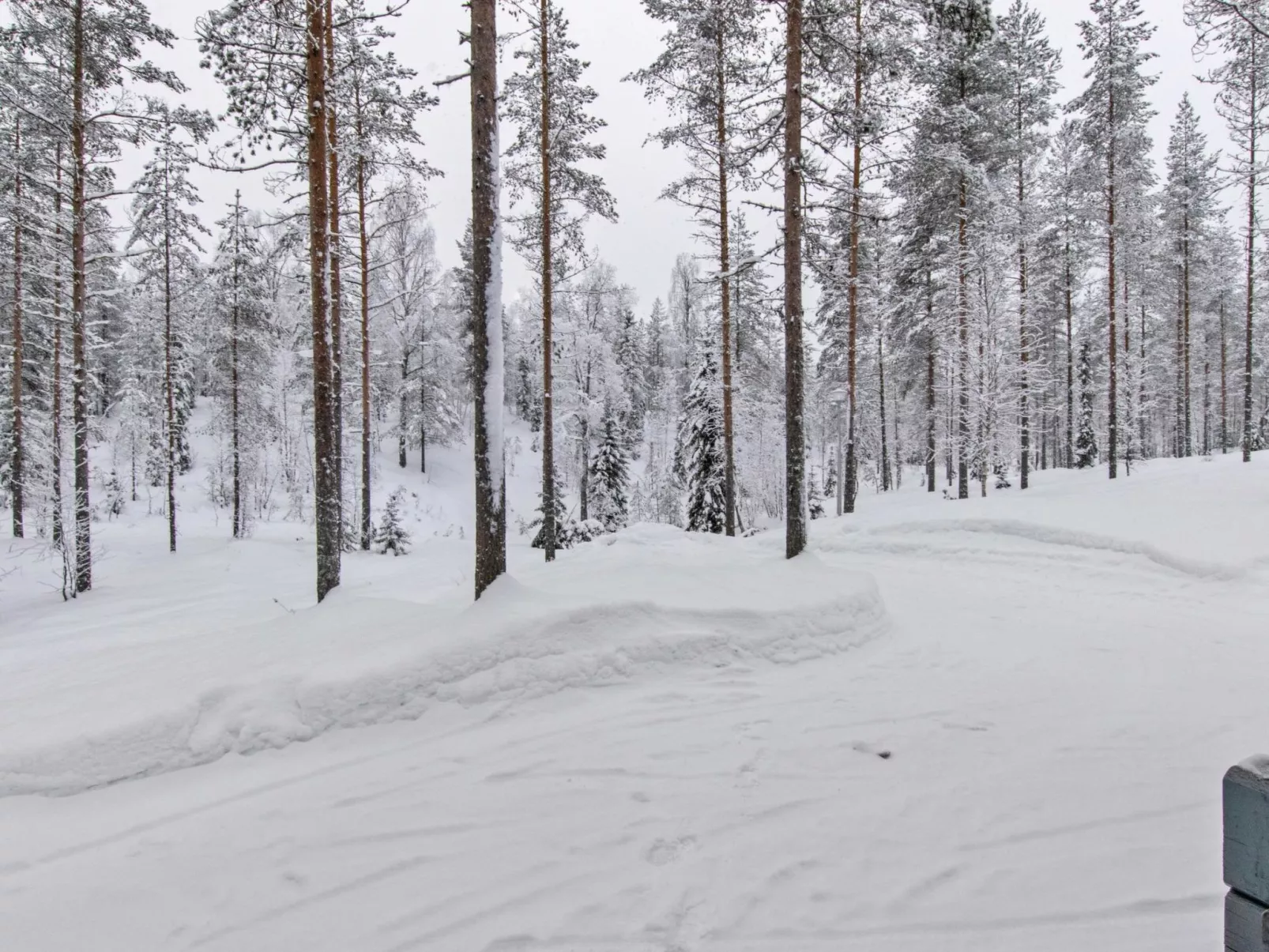 Ilves-Outside