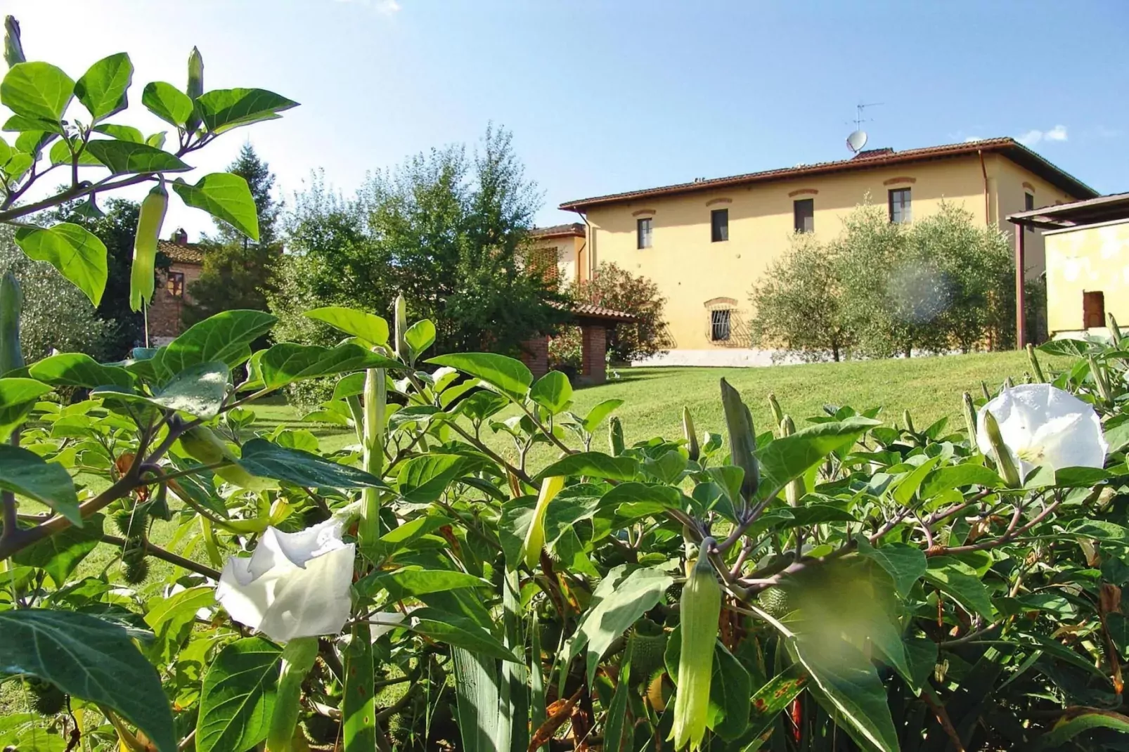 Agri-tourism Poggio al Sole Vinci Type Margherita-Margherita-Jardin d'été