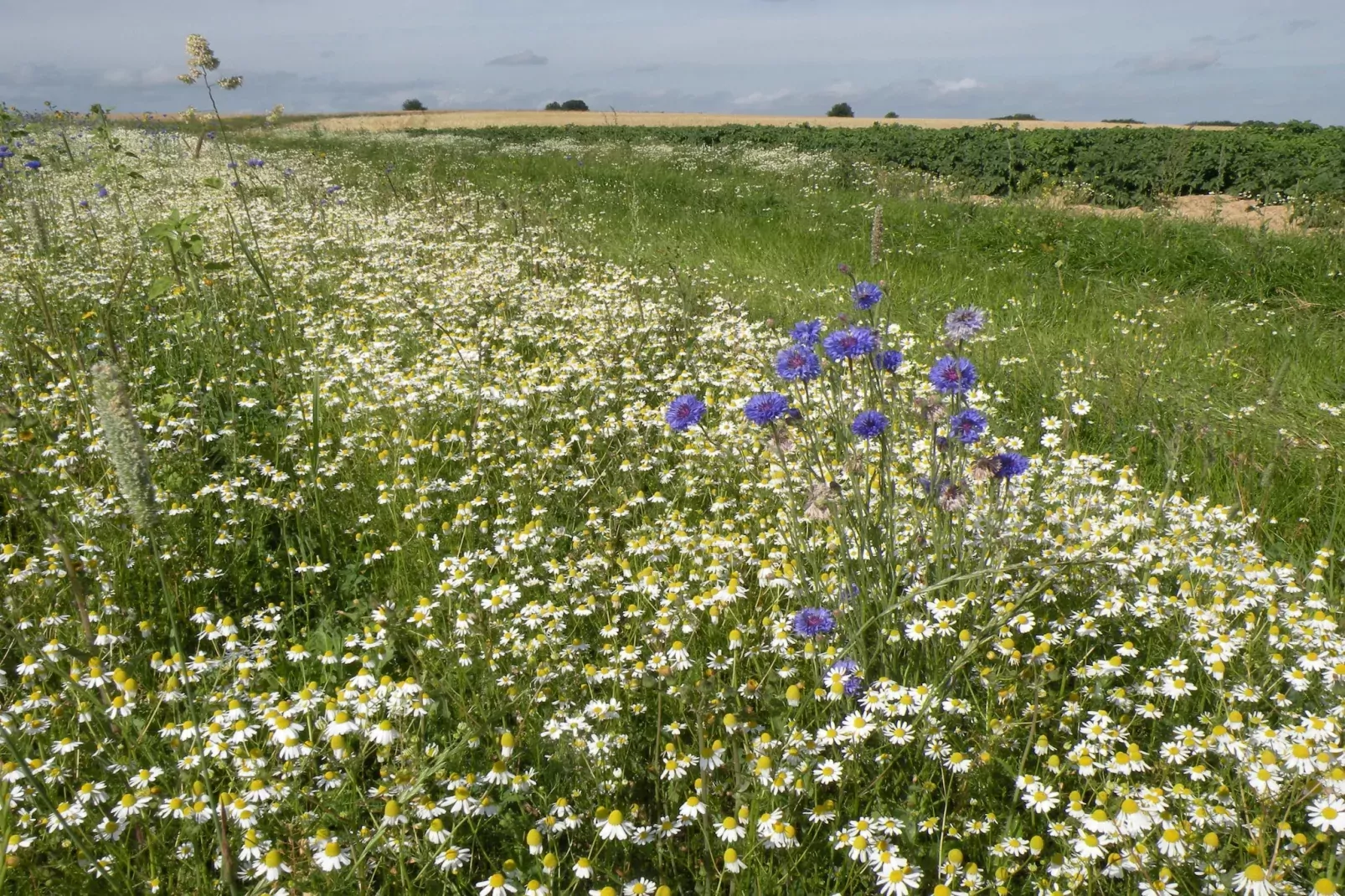 La Grange de Lesse-Zones d'été à 5 km