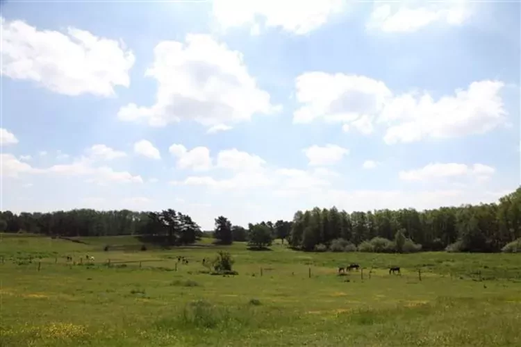 Reihenhaus Rotkehlchen-View summer