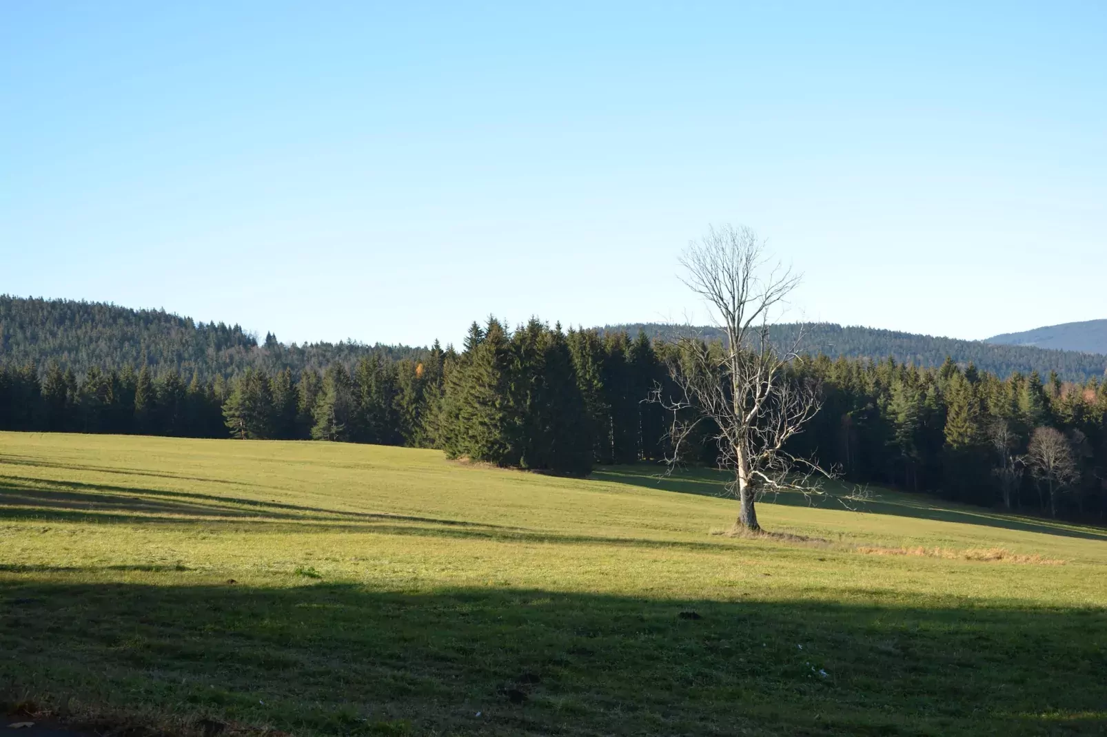 Simon-Jardin d'été