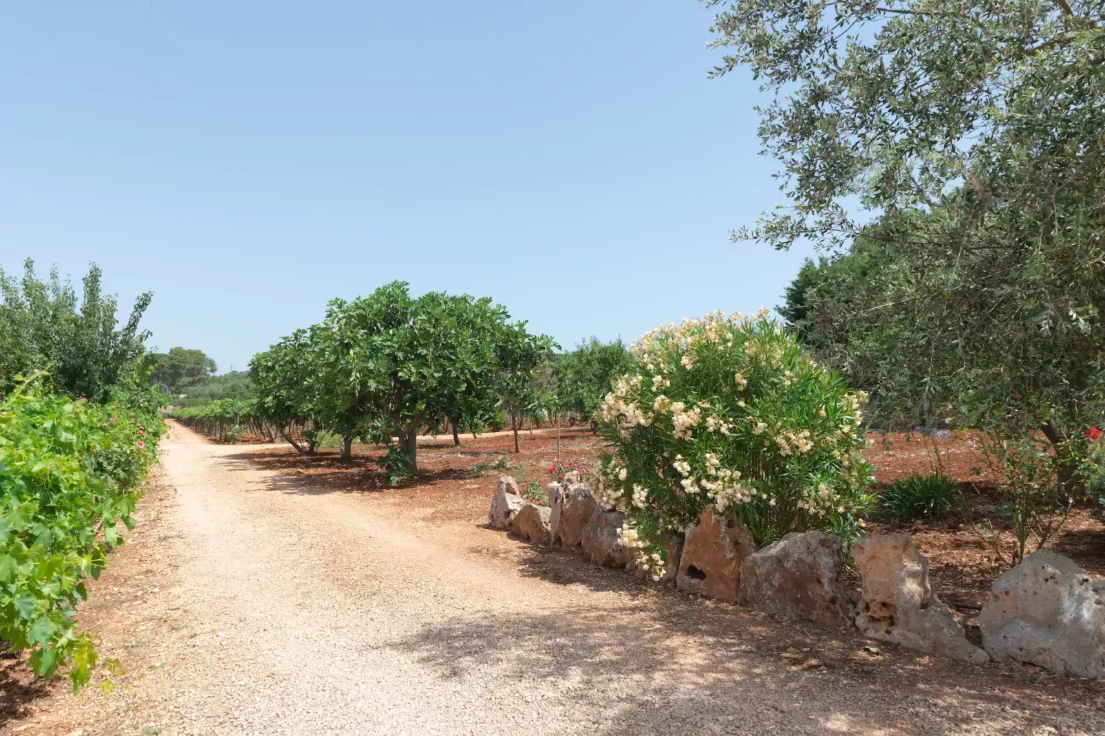 Trullo Filippo Ostuni-Gärten Sommer