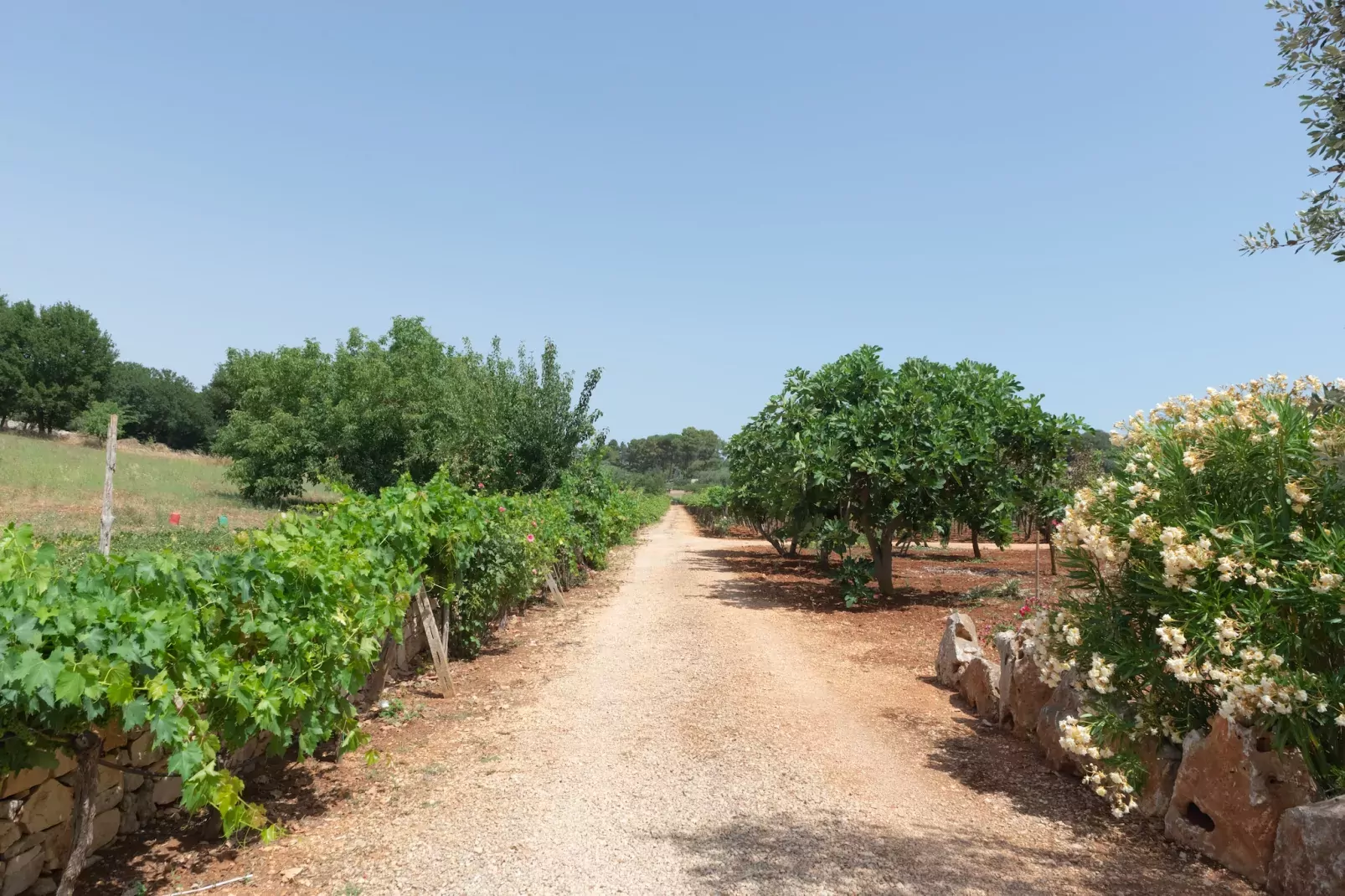 Trullo Filippo Ostuni-Gärten Sommer