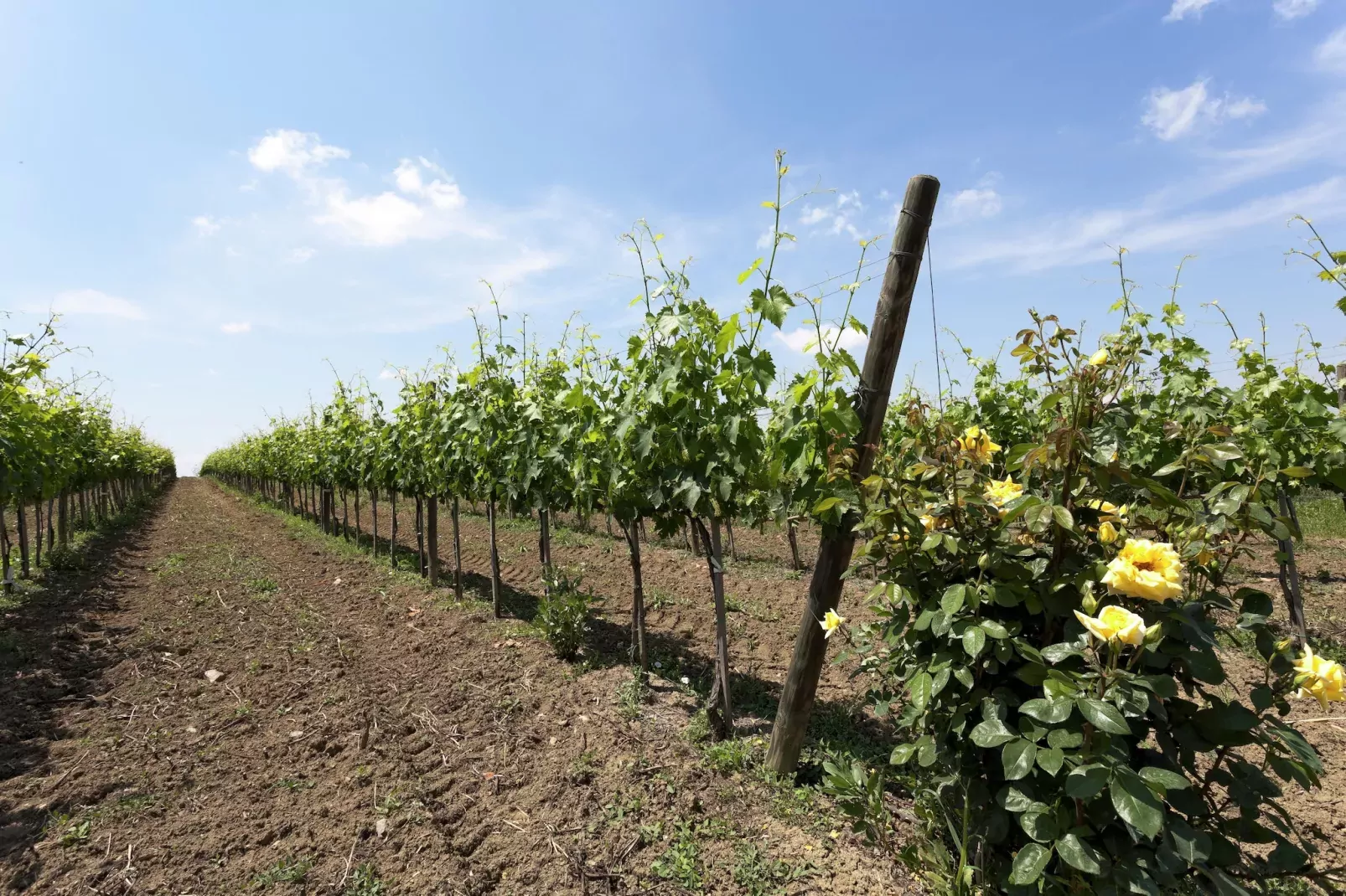 Castagno del Riccio-Ambiente