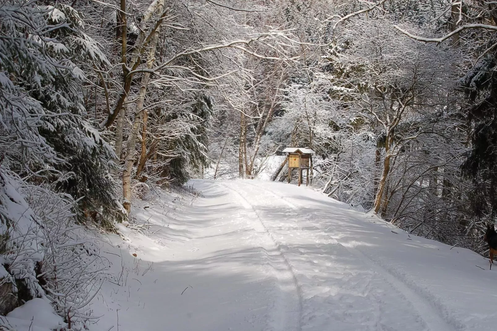 Ferienhaus in Hasselfelde - Haus 62 Blauvogel-Area winter 5km