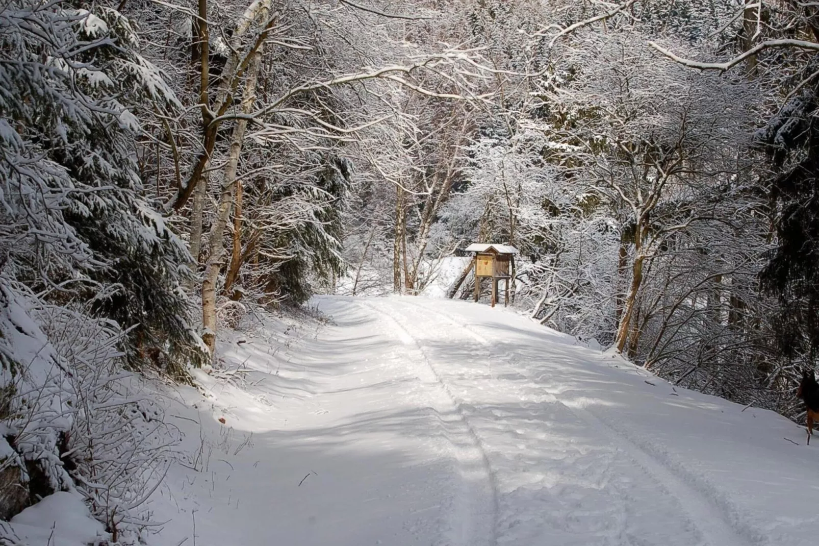 Ferienhaus in Hasselfelde - Haus 403 Auerhahn-Gebiet Winter 5 km