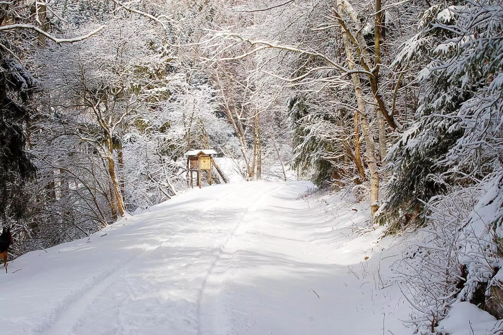 Ferienhaus in Hasselfelde - Haus 404 Auerhahn-Area winter 1km