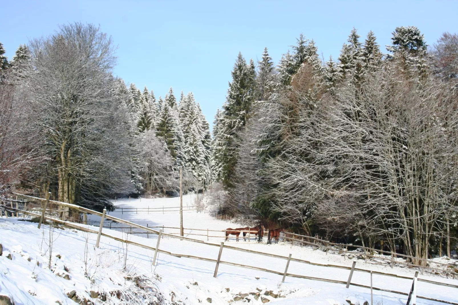Vogelsang-Area winter 1km