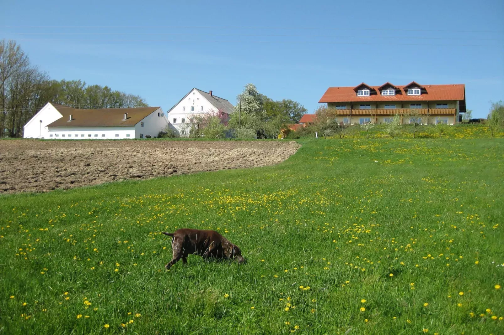 Am Ferienhof-Garten Sommer