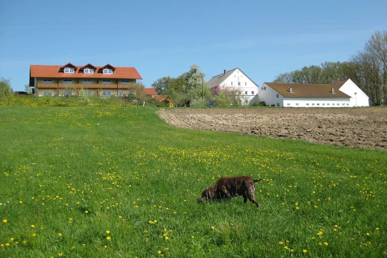 Am Ferienhof-Garten Sommer