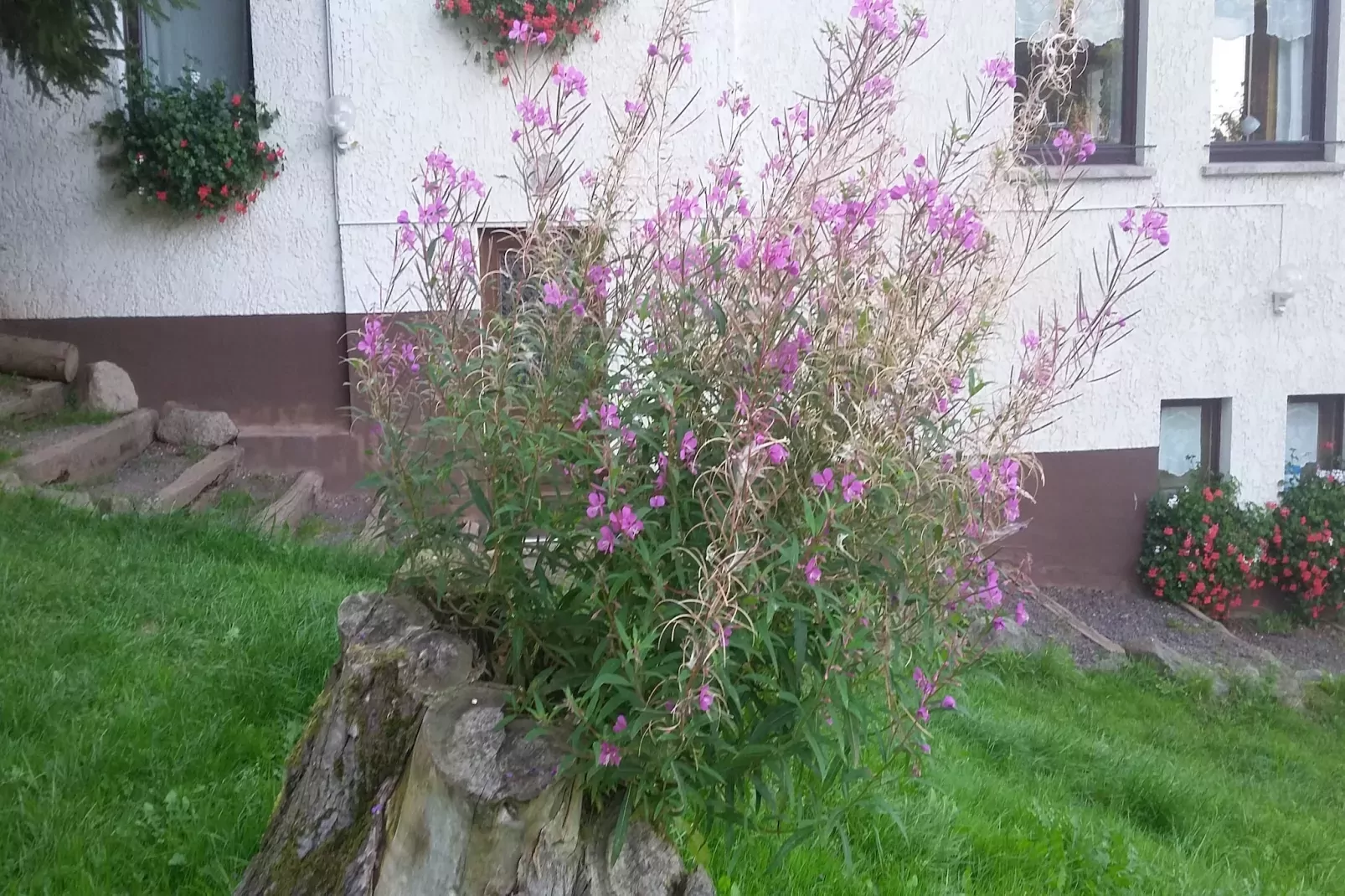 Ferienparadies am Rennweg-Gardens summer