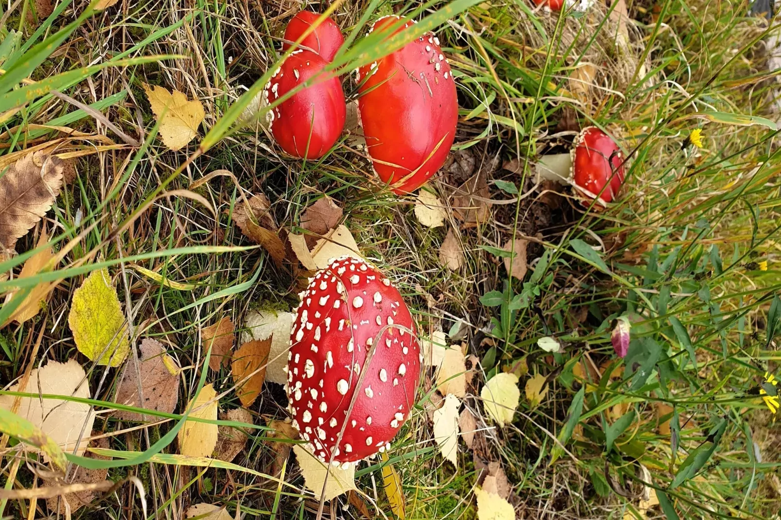 Thüringer Wald-Ambiente