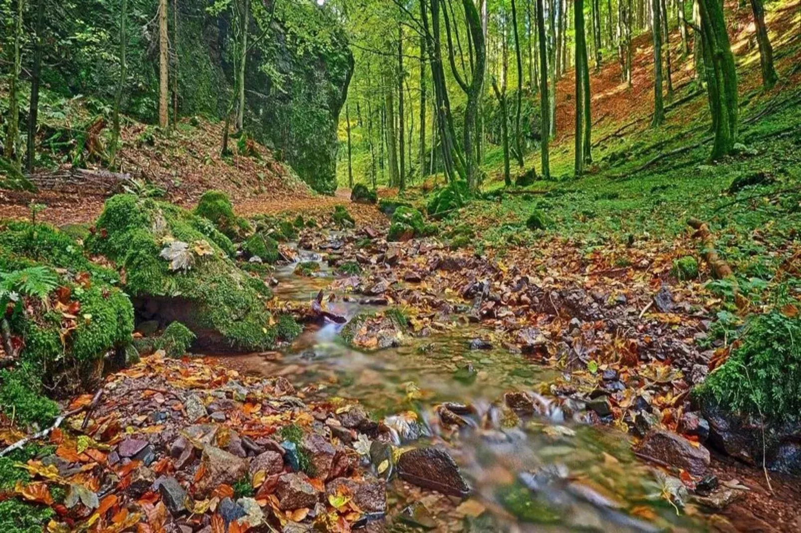 Thüringer Wald-Gebiete Sommer 1 km