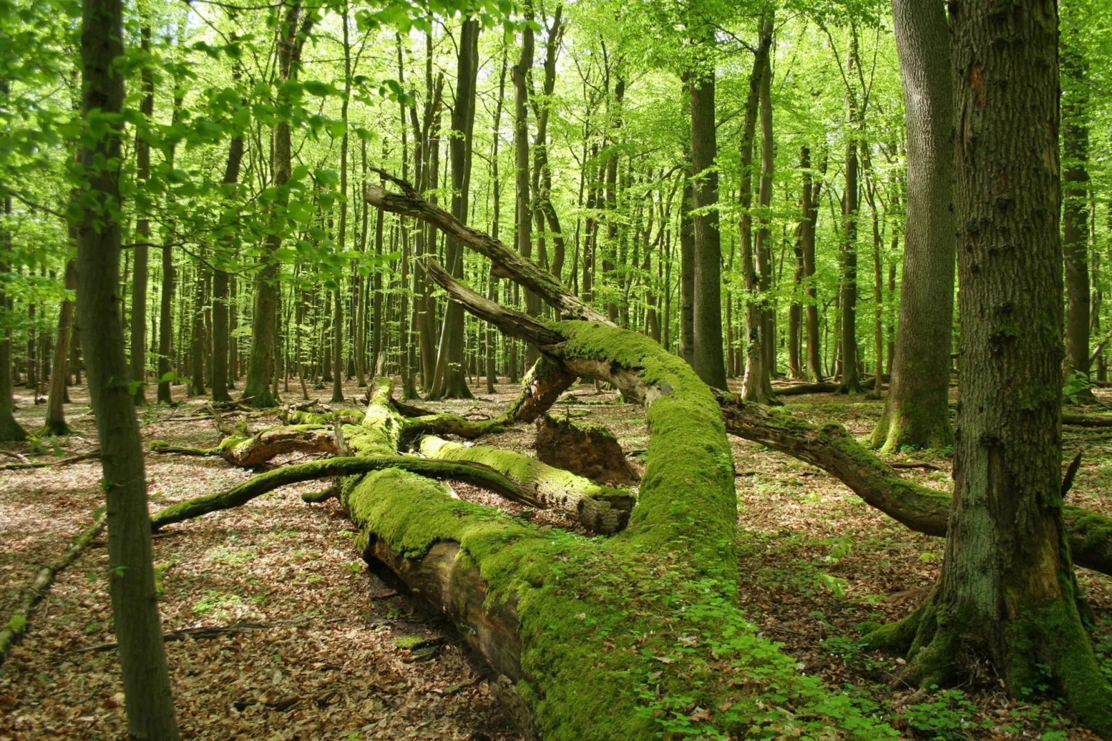 Wohnung 1 Wandernest-Gebiete Sommer 1 km