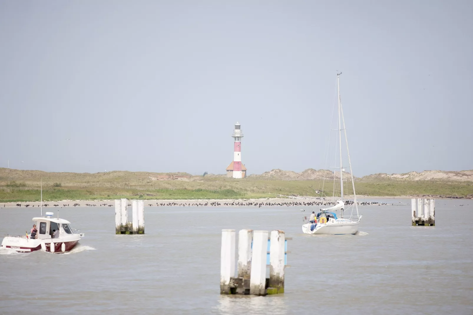 SEASIGHT A 1 / 0001-Areas summer 5km