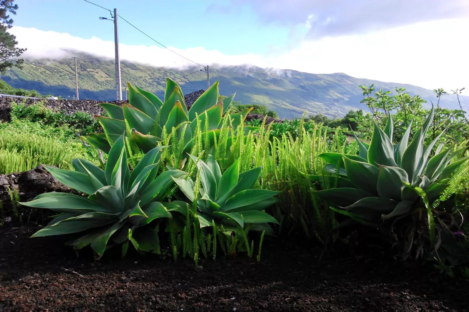 Holiday home in Praínha - Pico - Azores / Casa da Adega-Areas summer 1km
