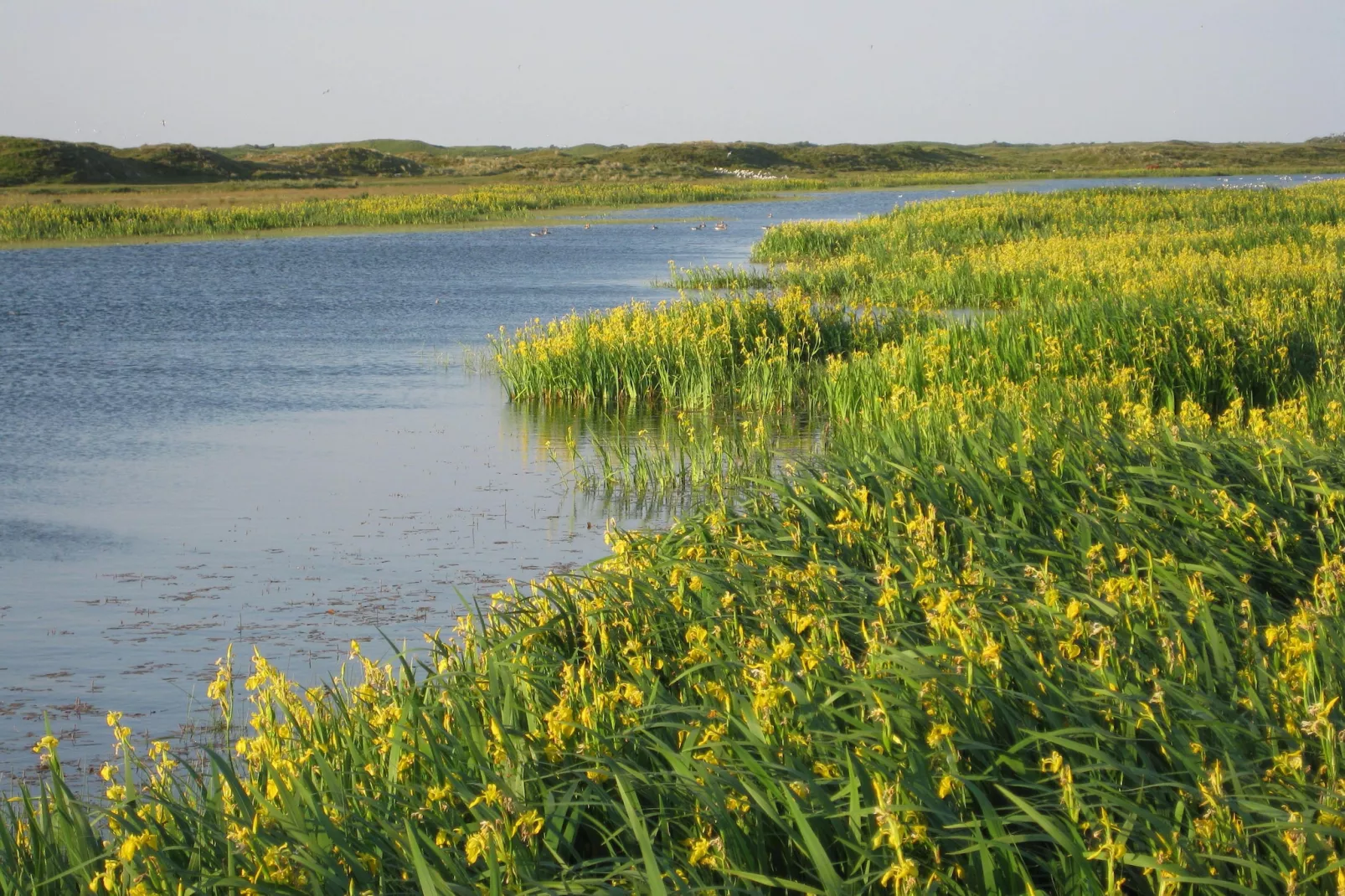 't Hoogelandt 1-Areas summer 5km