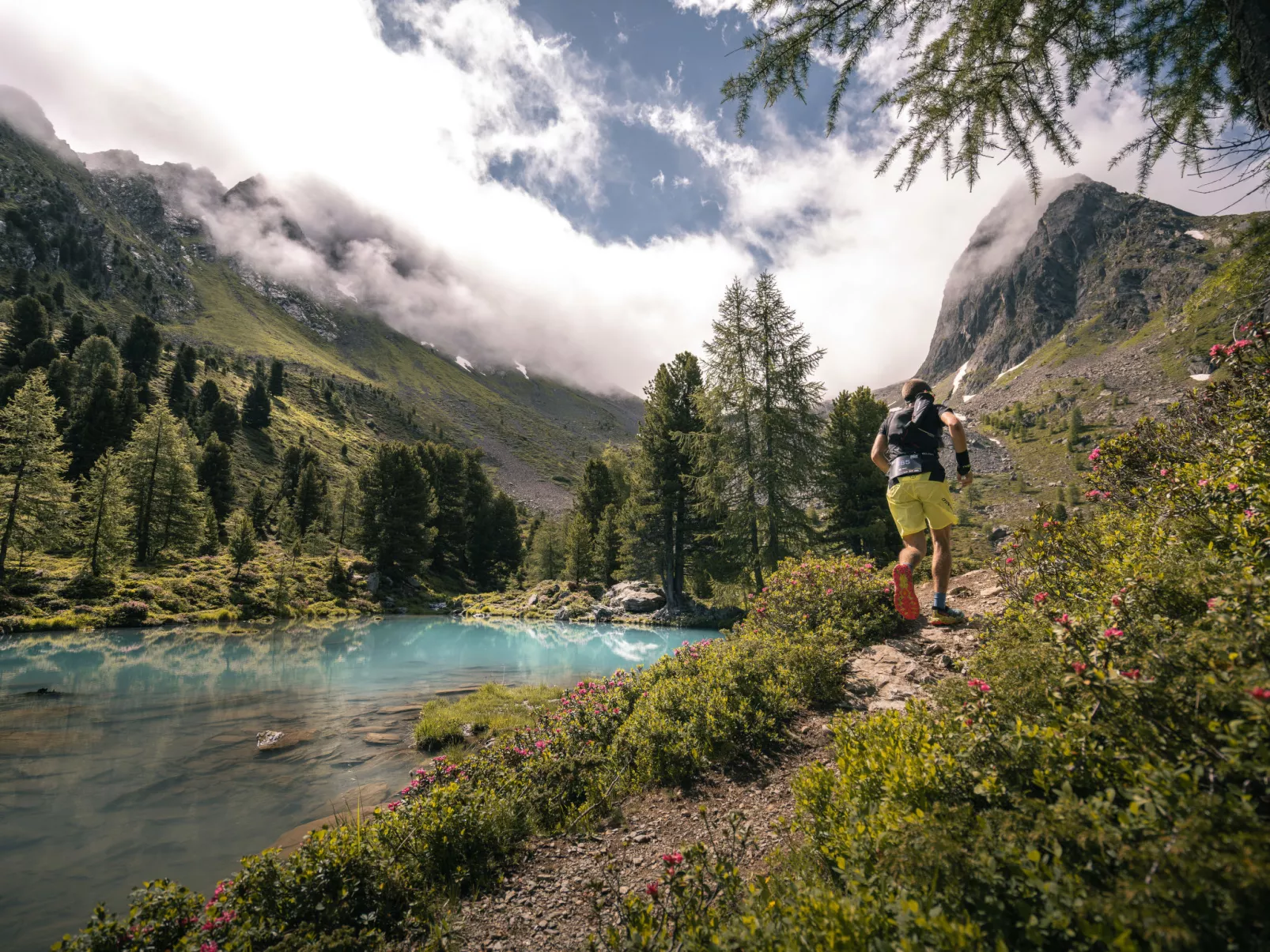 Alpenflora-Area