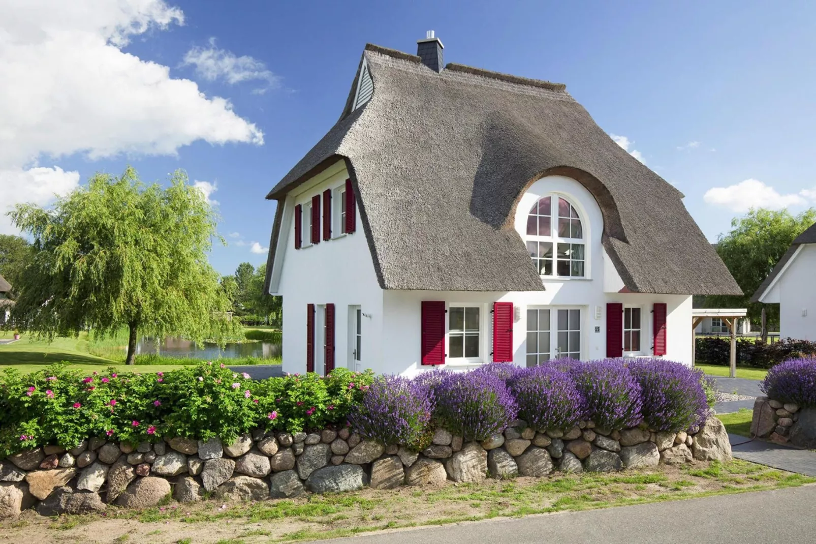 Schilfrohrsänger 61-Exterior summer