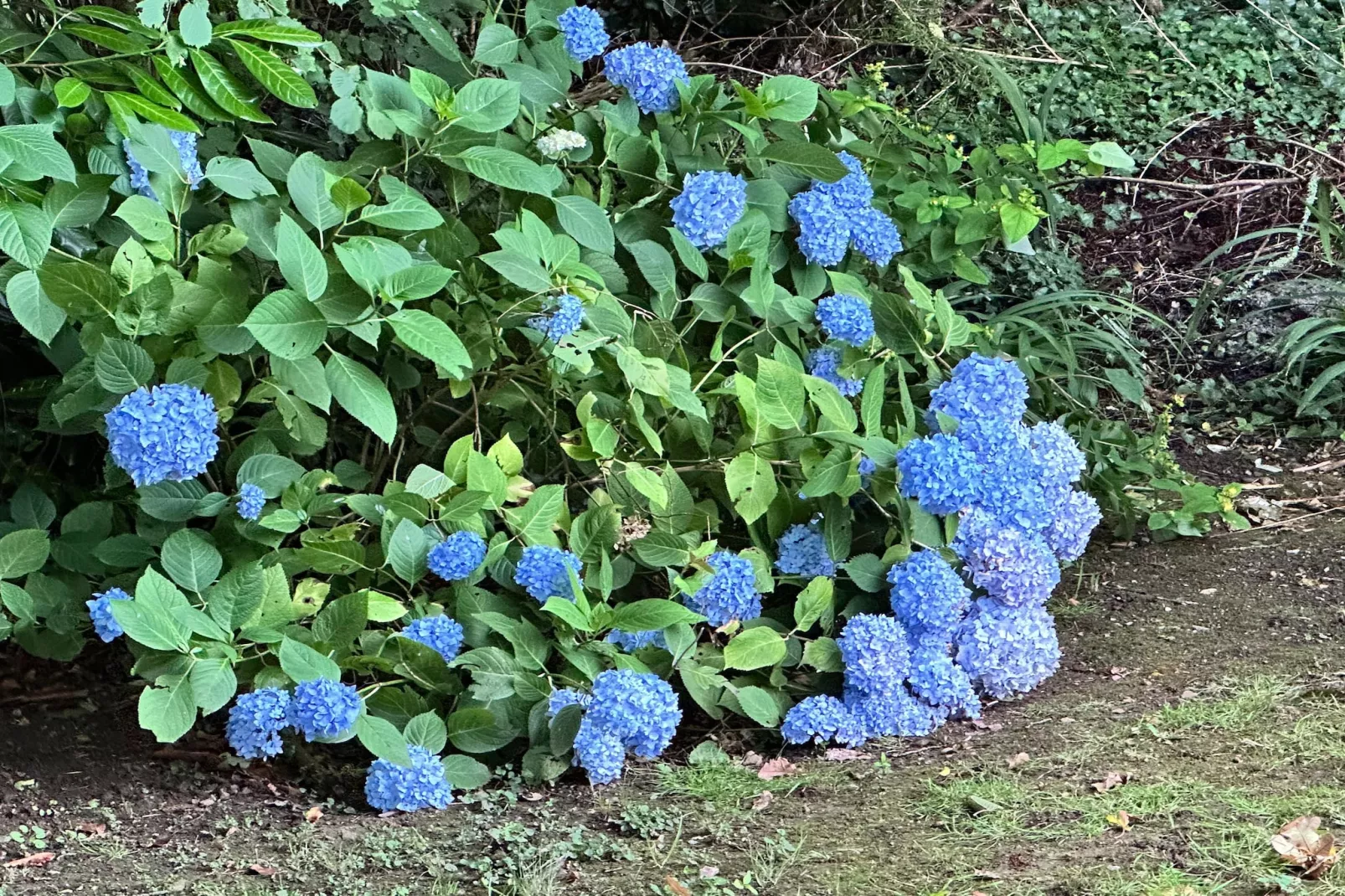 Kerambellec-Gardens summer
