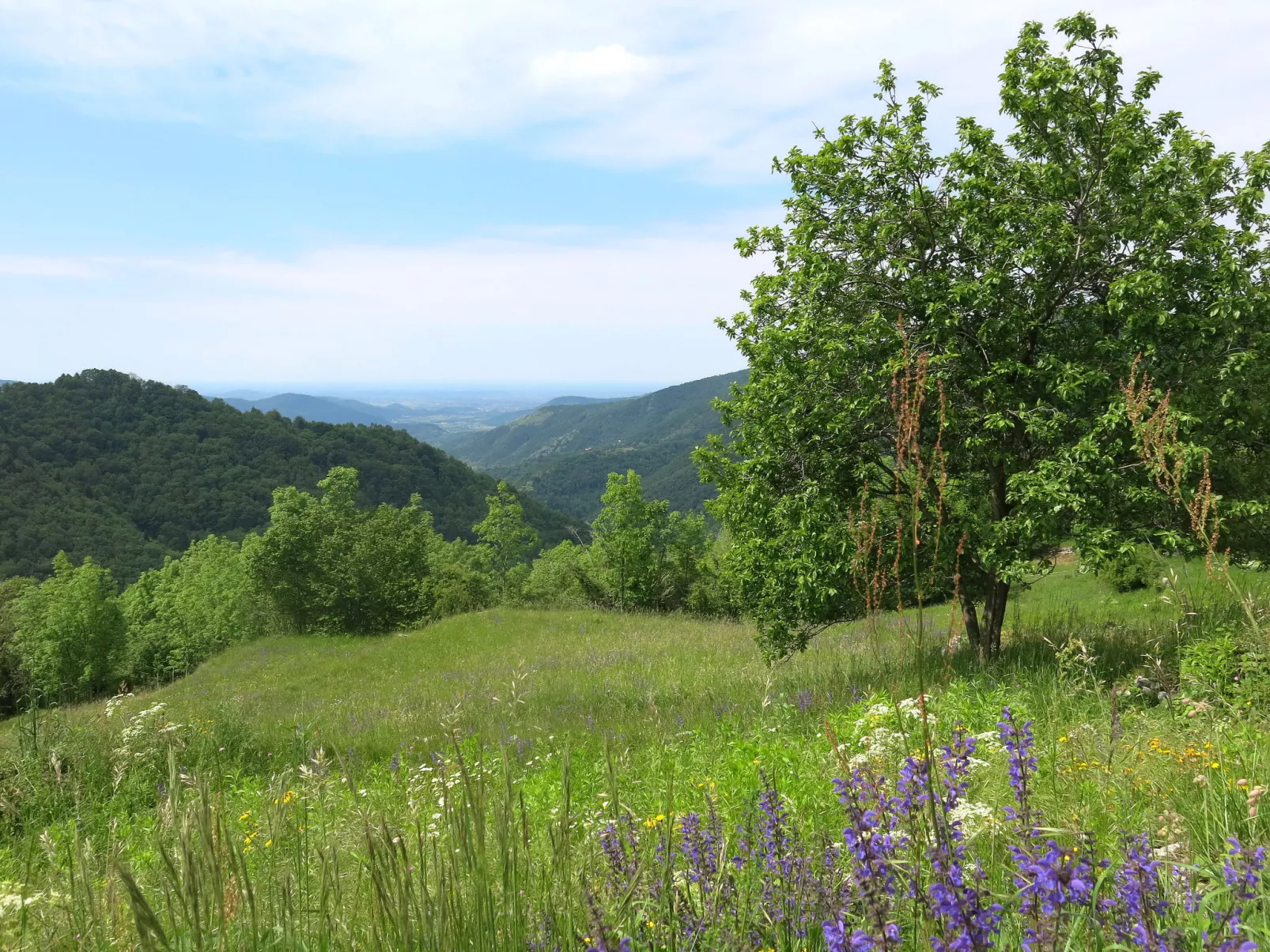 Delle Maschere-Area