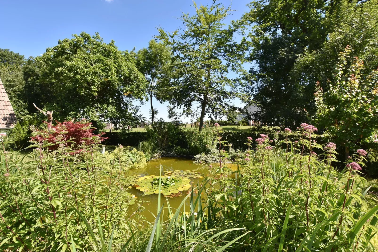 Reetdach-View summer