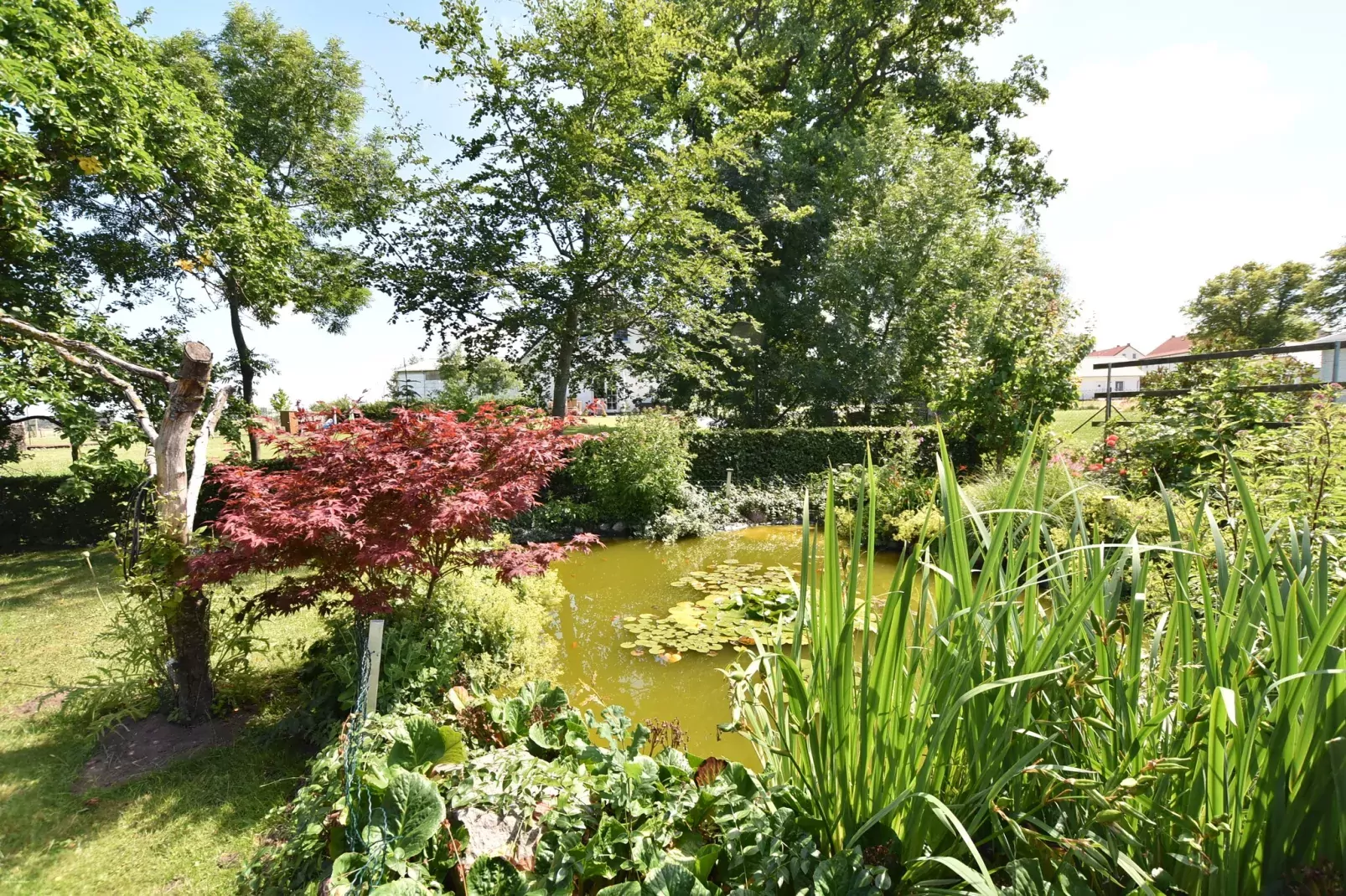 Reetdach-View summer