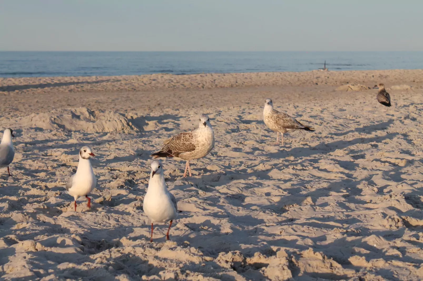 Arko 2 dicht am feinsandigen Strand-Areas summer 5km