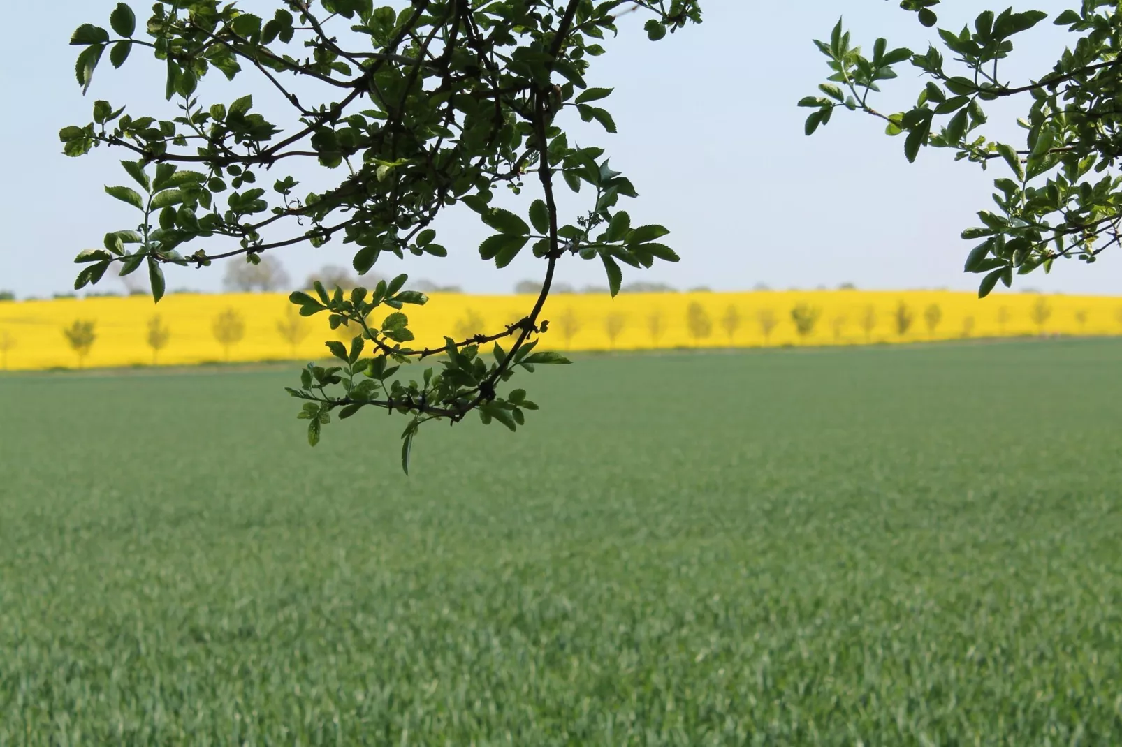 Bernsteinring Z1B-Gebiete Sommer 1 km
