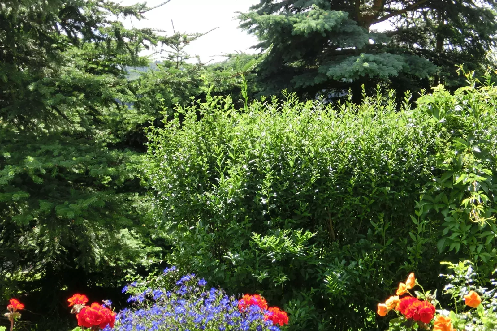 Angela-Gardens in summer