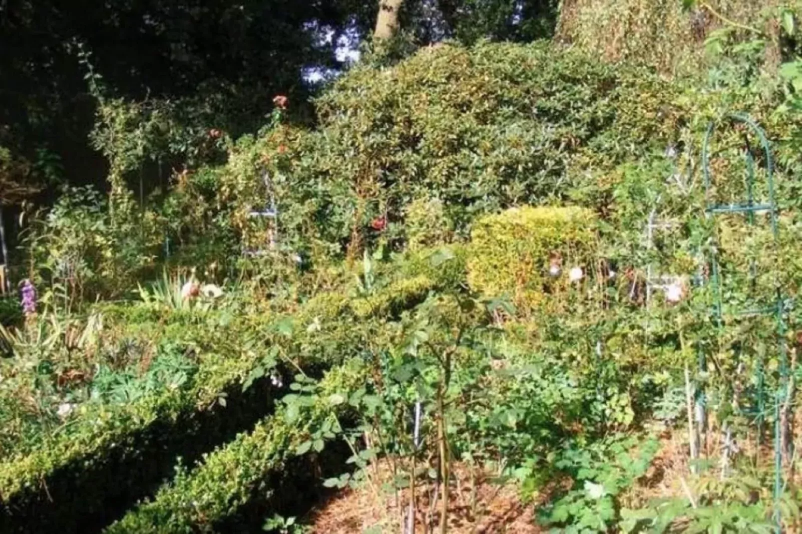 Landhaus an der Hase-Gardens summer