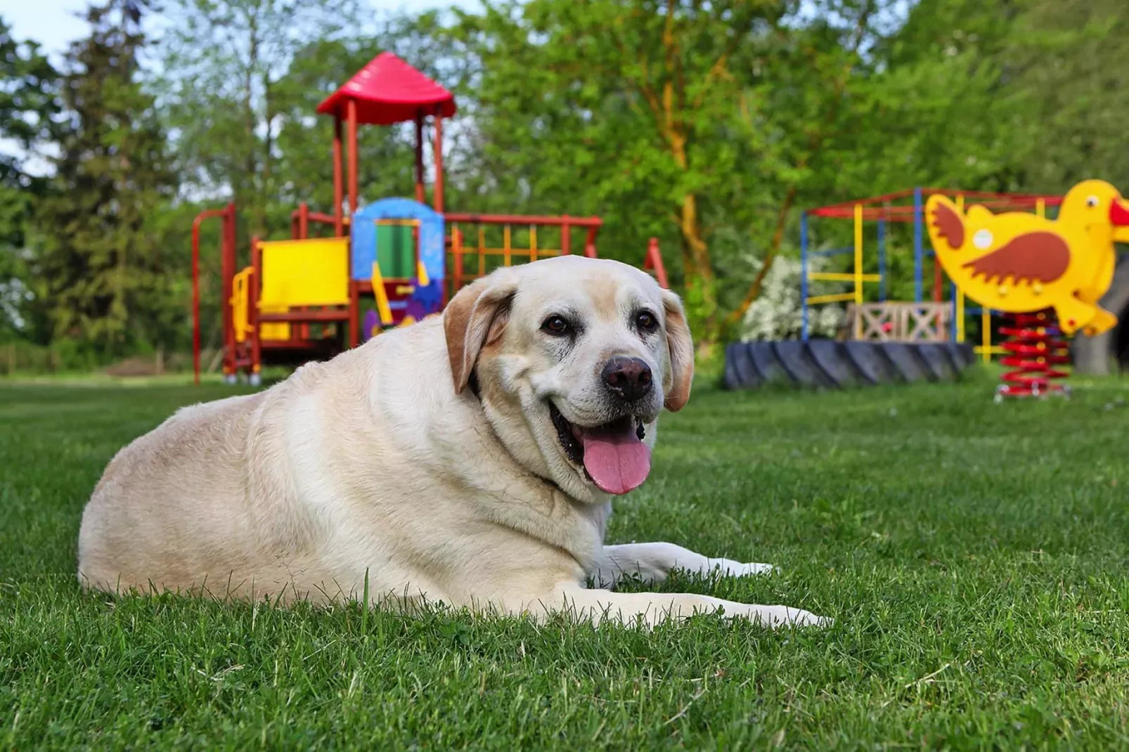 FH Nr 2 mit Hund 1-6 Personen 135 qm-Gardens summer