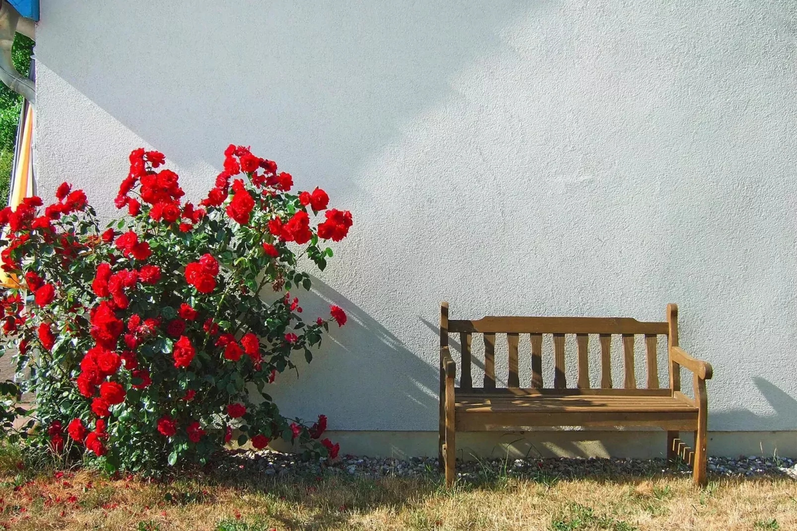 gardensummer