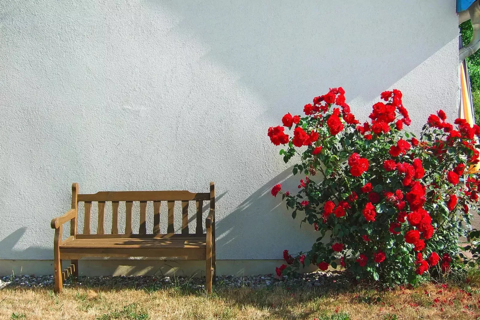 Remise 48 qm-Gardens summer