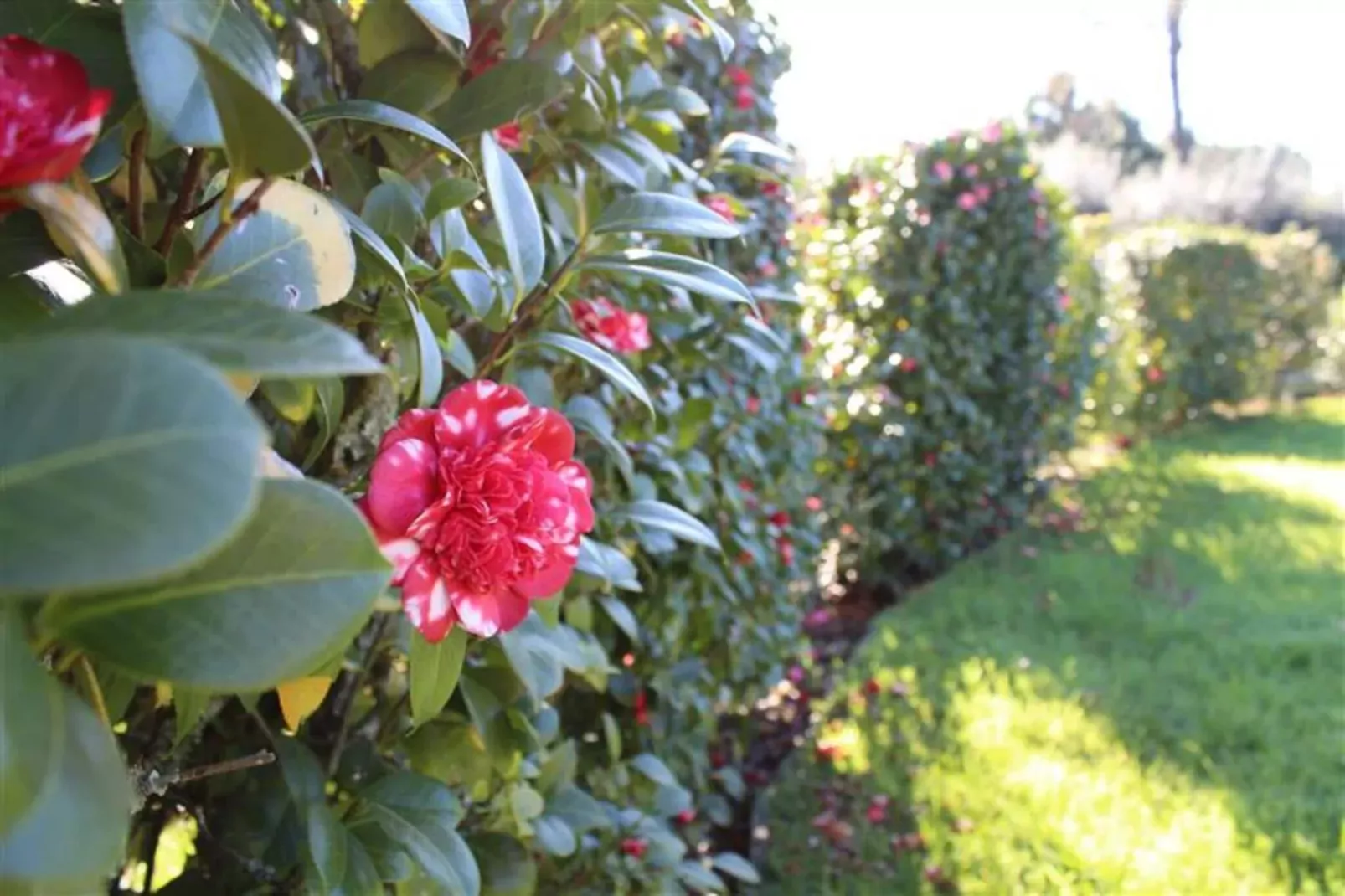 Casa da Adega-Gardens summer