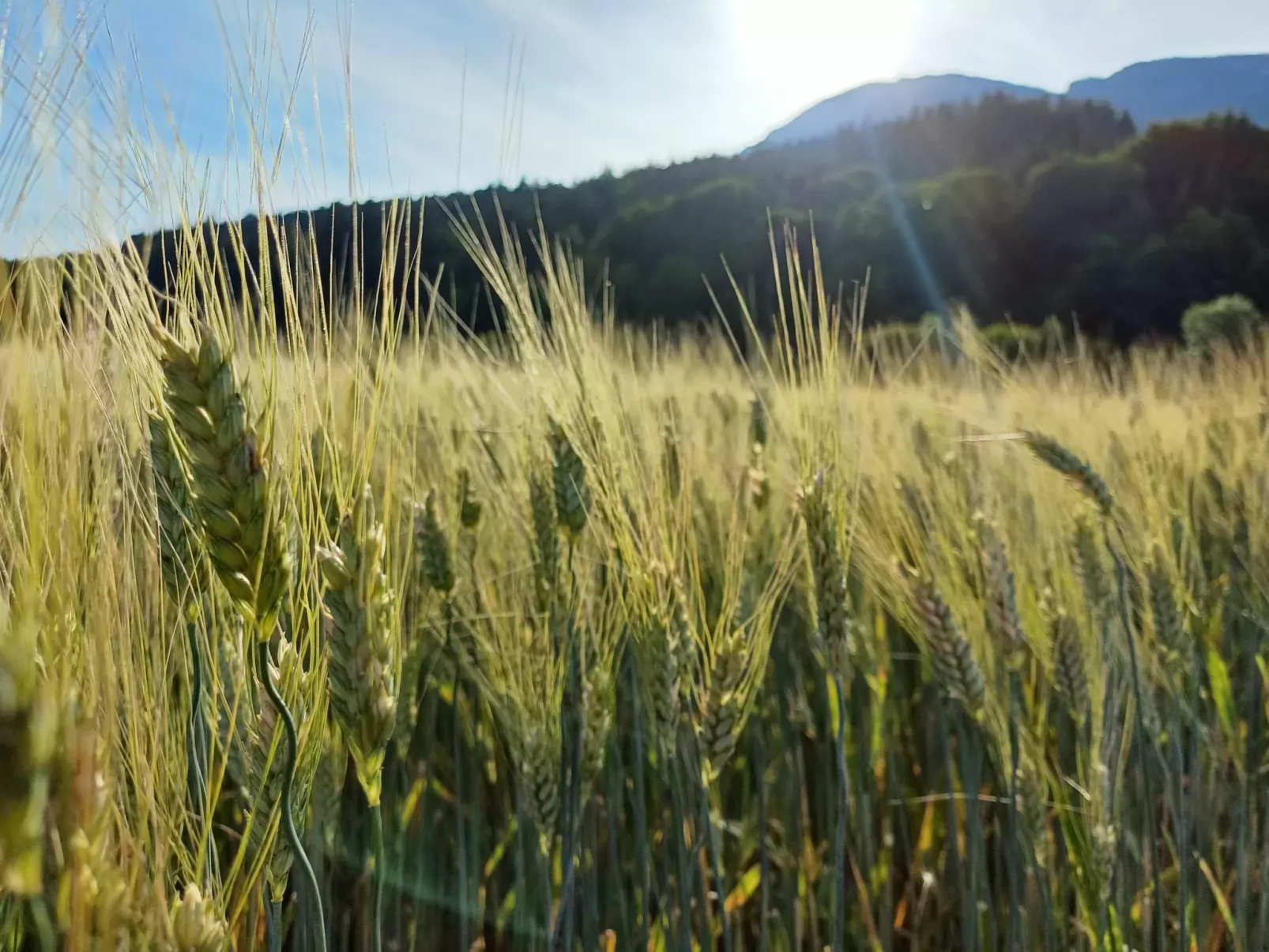 Das Panoramal-Draußen