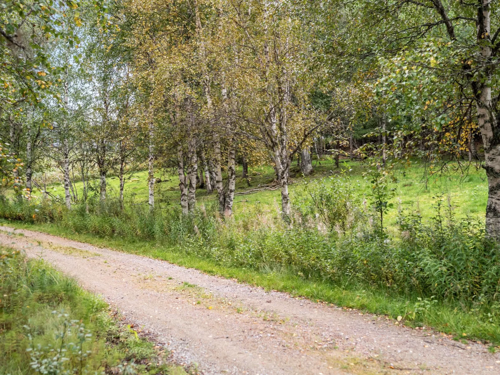 Kvisthån Tallen-Outside