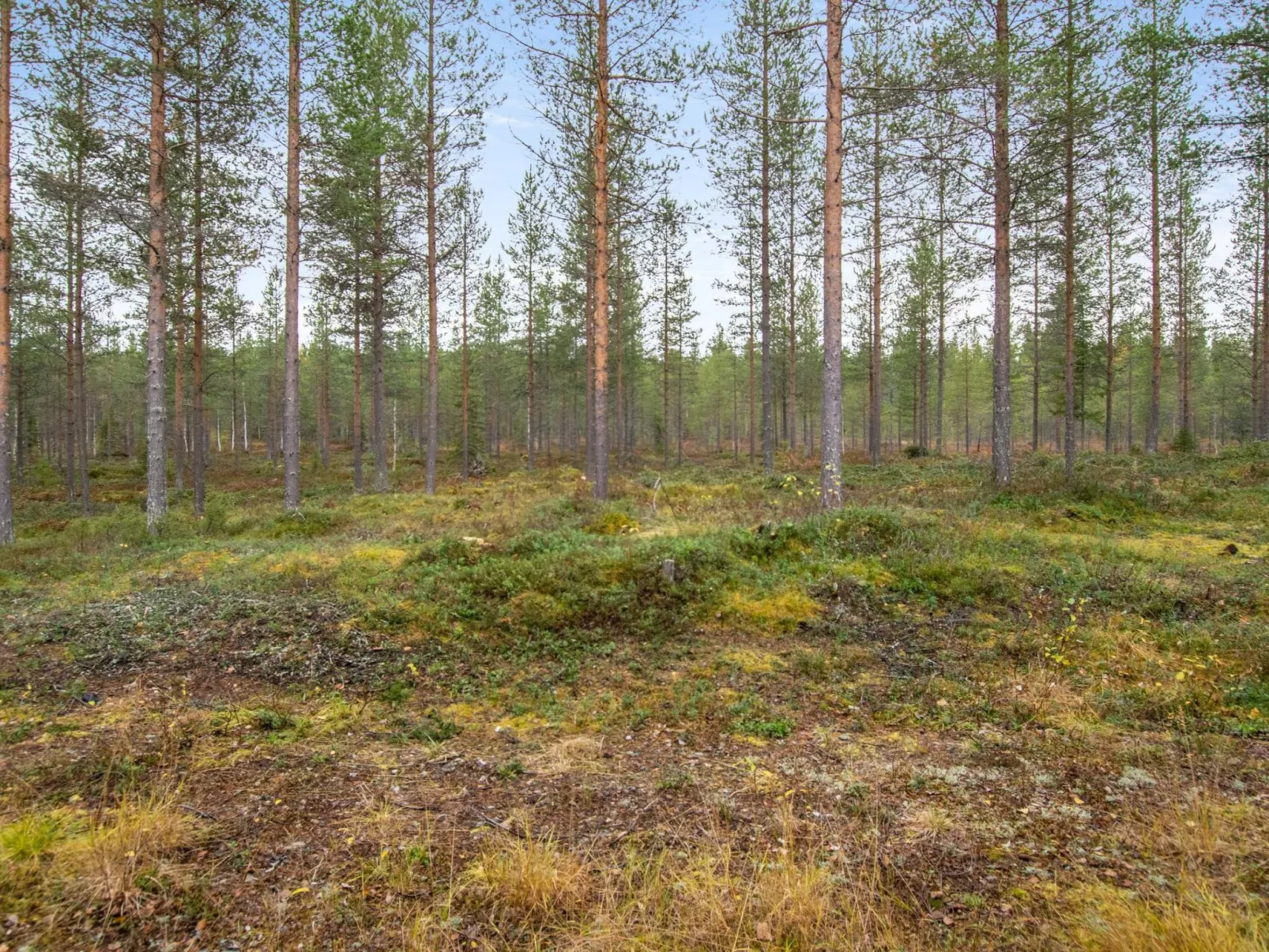 Kiimaselän hovi, kurkela-Outside