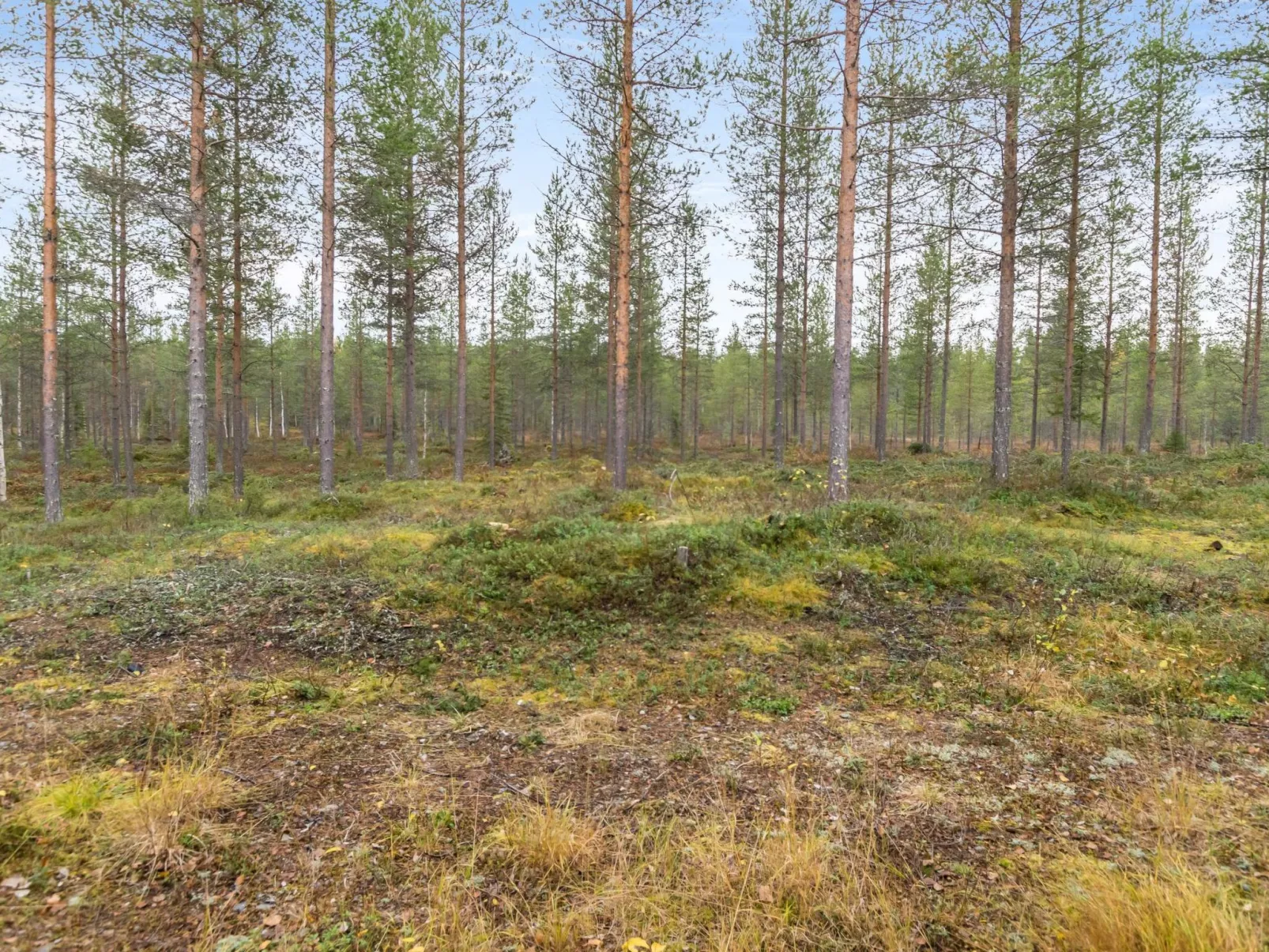 Kiimaselän hovi, kettula-Outside