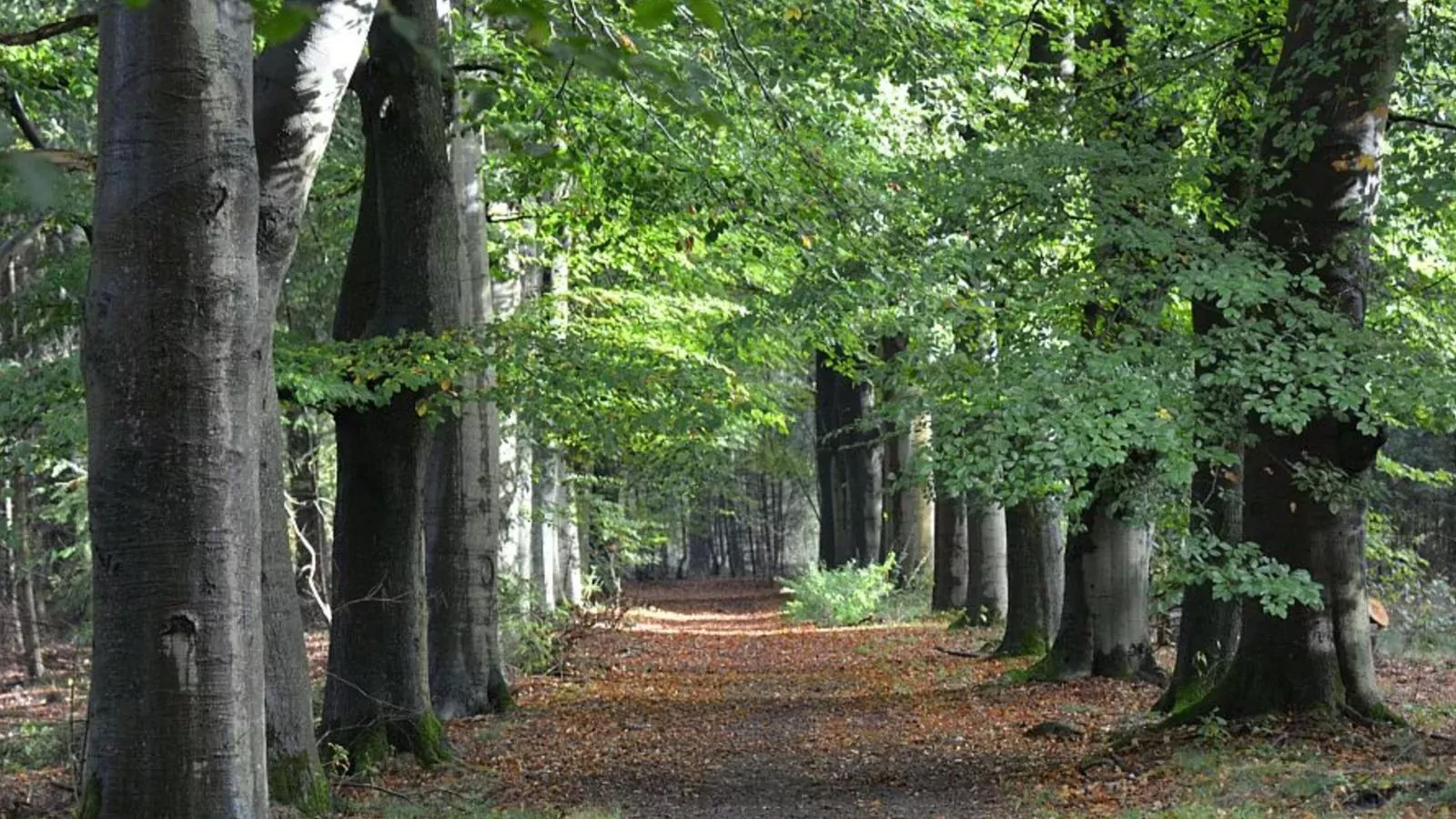 Oak Valley 17-Areas summer 1km