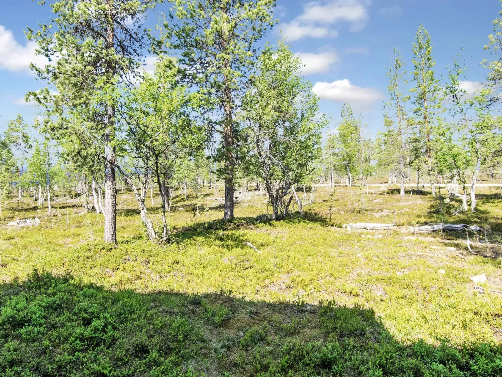 Tunturikoivu a1-Outside
