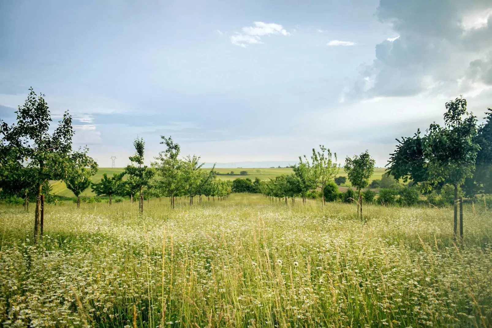 Doppelhaushälfte Zingst-Haus Paradise-Areas summer 5km