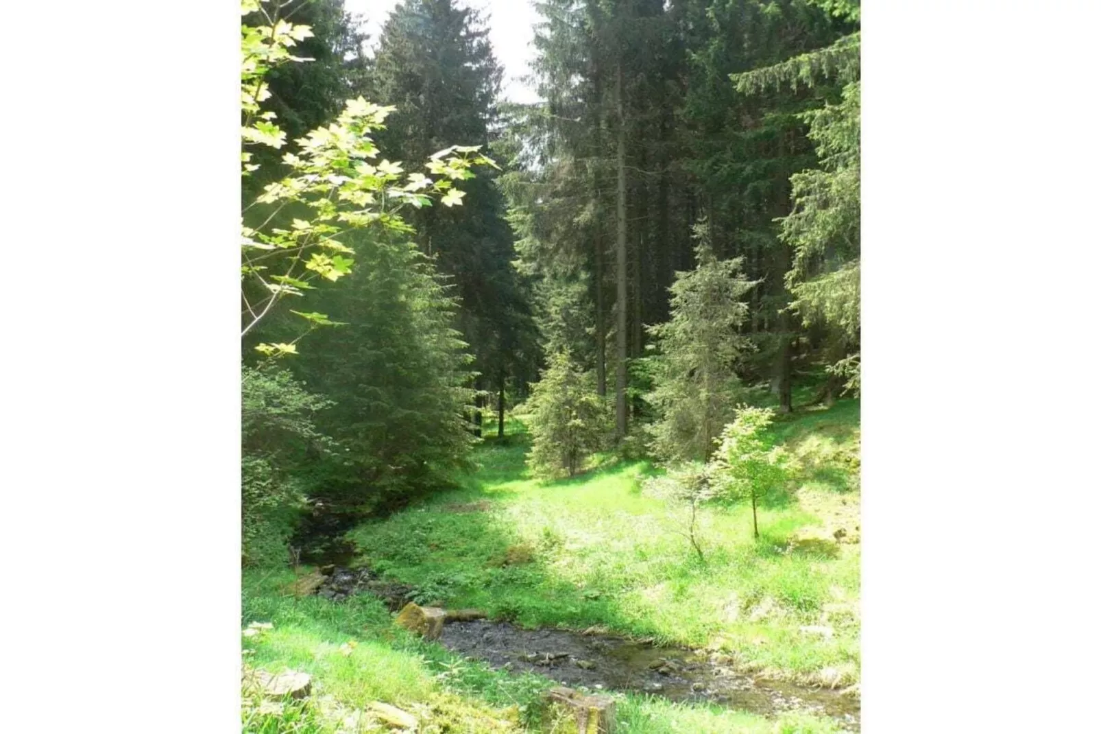 51776-Areas summer 5km