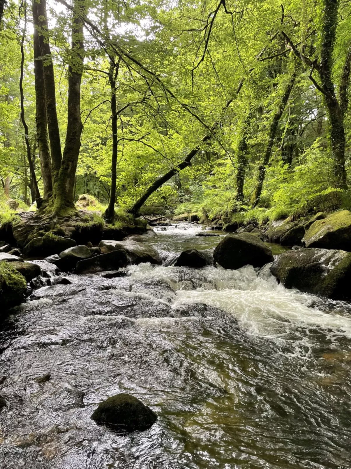 Kingfishers Haven-Dehors