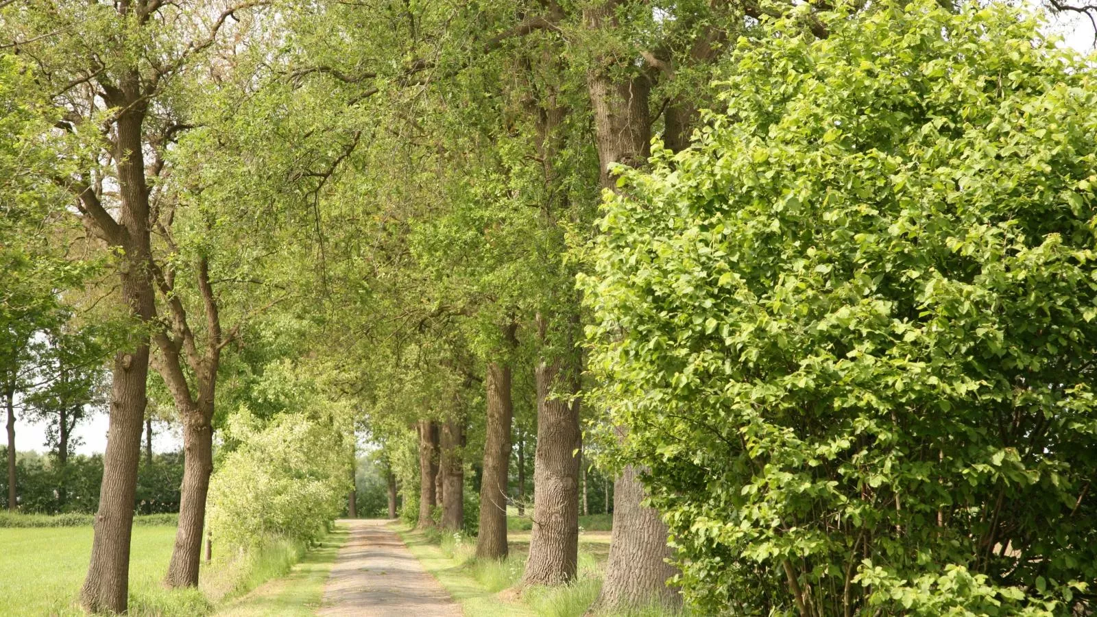 T Achterhoes-Areas summer 1km