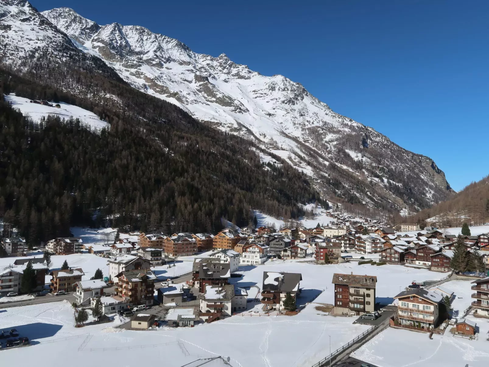 Silberdistel-Area